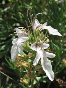 Teucrium laciniatum